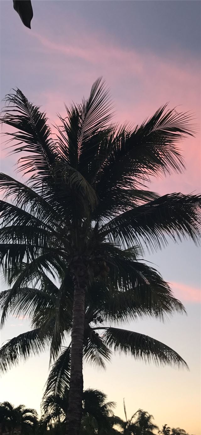 1125x2436 Palm tree - trends iPhone 11 Wallpaper