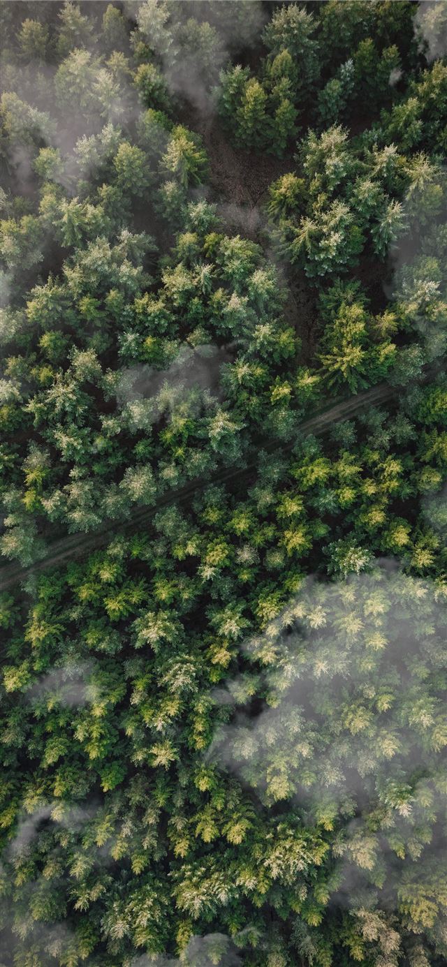 1125x2436 green leafed trees - landscape iPhone 11 Wallpaper
