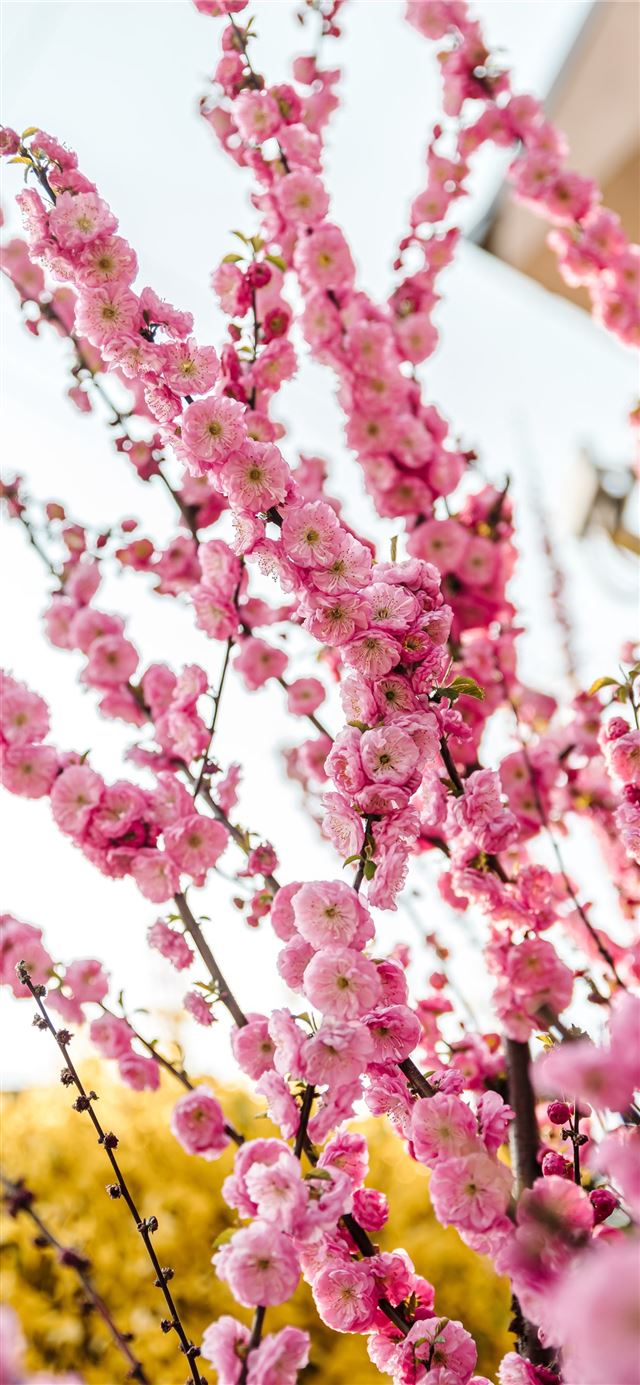 1125x2436 pink flowers in tilt shift lens - sunset iPhone 11 Wallpaper