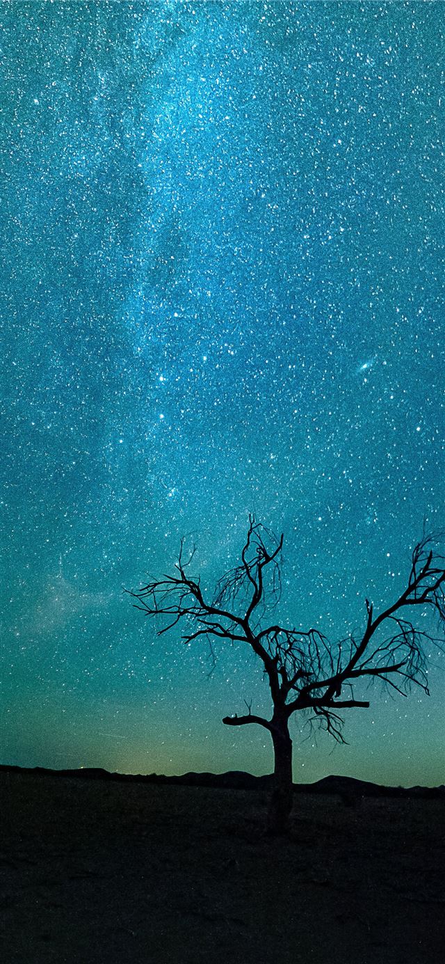 1125x2436 bare tree under starry night - space iPhone 11 Wallpaper