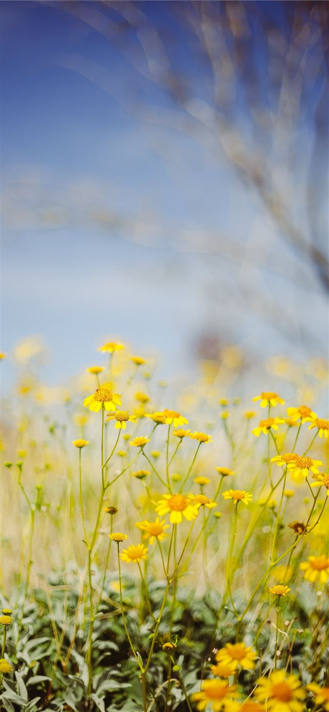 1125x2436 yellow flower field under blue sky during daytime - flower iPhone 11 Wallpaper