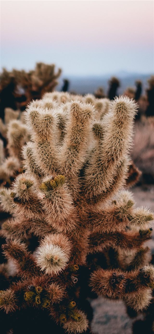 1125x2436 tilt shift lens photography of green cactus - water iPhone 11 Wallpaper
