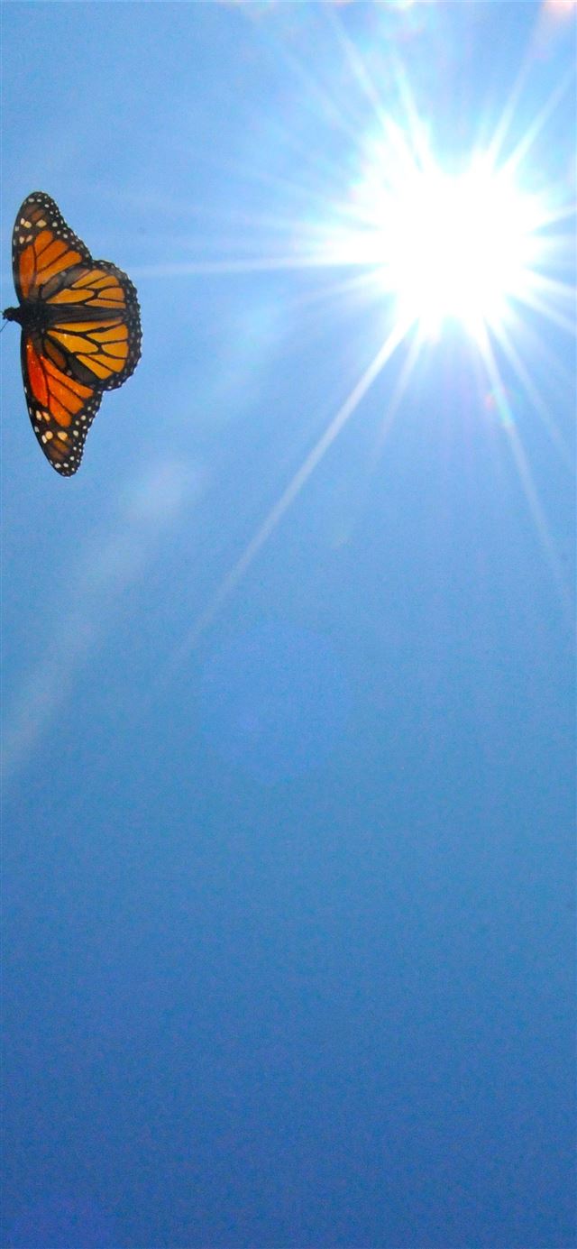 1125x2436 Aesthetic Butterfly Top Free Aesthetic Butterfly - trends iPhone 11 Wallpaper