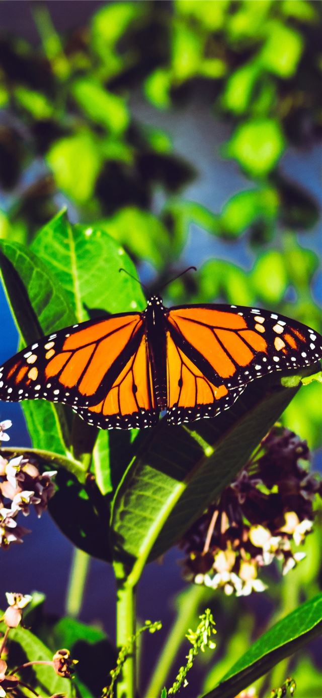 1125x2436 Aesthetic Butterfly Cave - trends iPhone 11 Wallpaper