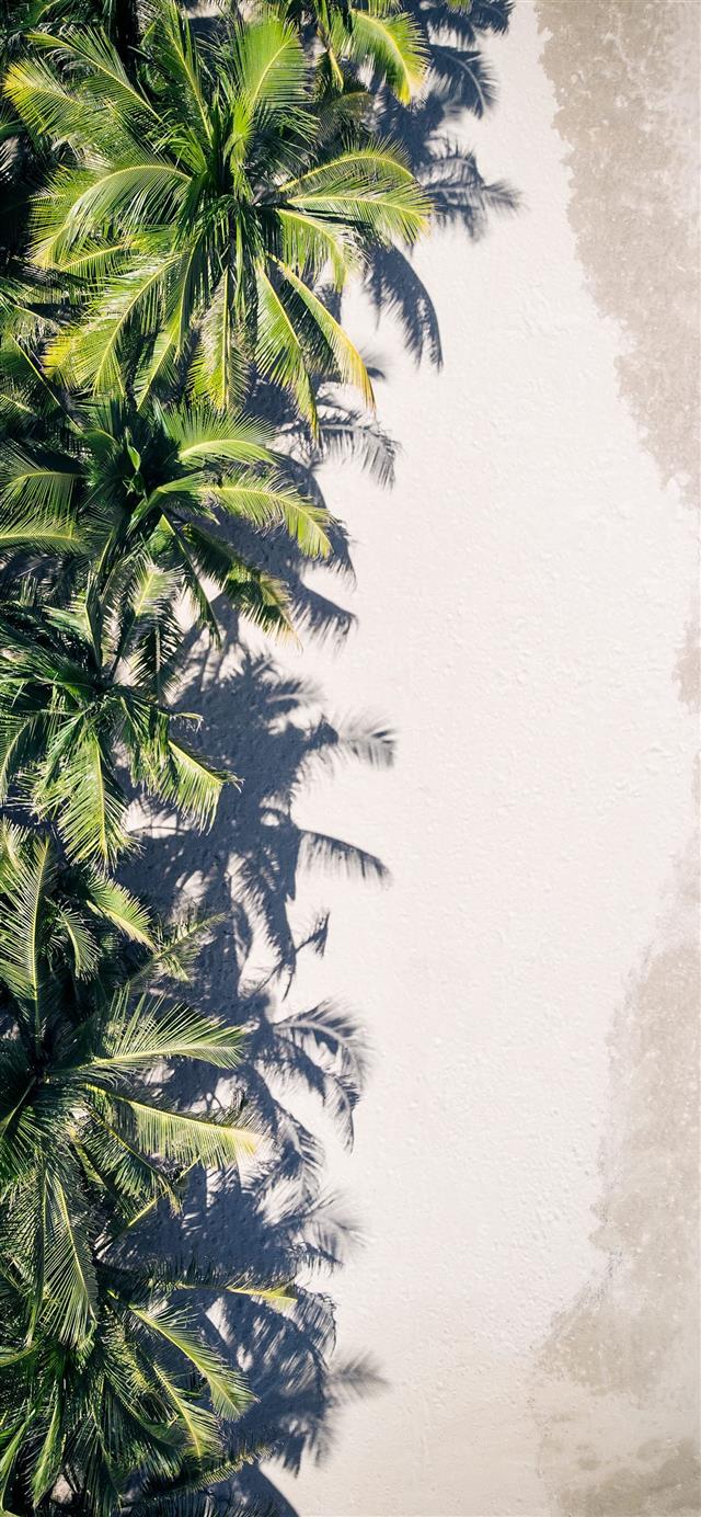 1125x2436 coconut palm trees - vietnam iPhone 11 Wallpaper