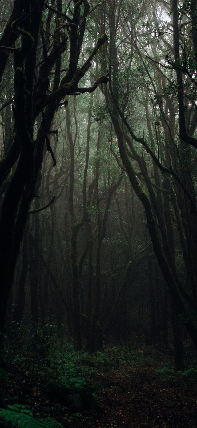 1125x2436 forest during daytime - grey iPhone 11 Wallpaper