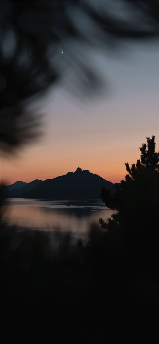 1125x2436 silhouette of trees near body of water during gold... - sunset iPhone 11 Wallpaper