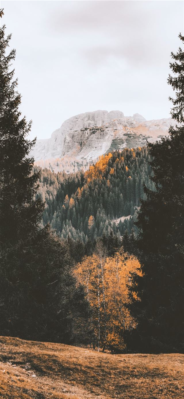 1125x2436 green trees near mountain during daytime - tree iPhone 11 Wallpaper