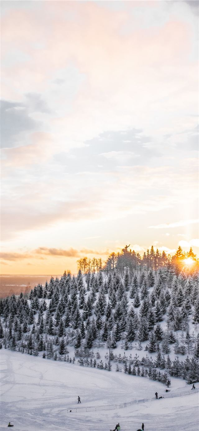 1125x2436 aerial photography of trees covered with snow -  iPhone 11 Wallpaper
