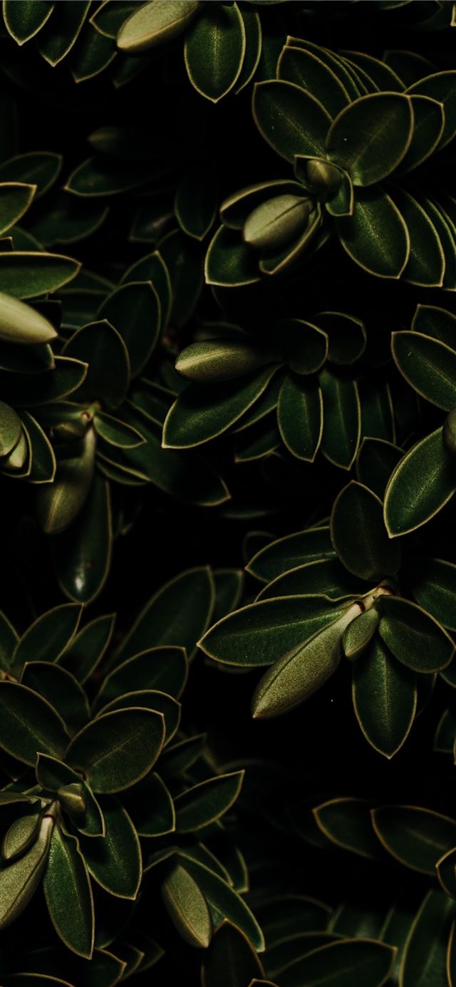 1125x2436 green leafed plant - leaf iPhone 11 Wallpaper