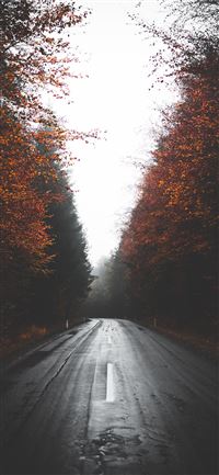 empty wet road between trees wallpaper