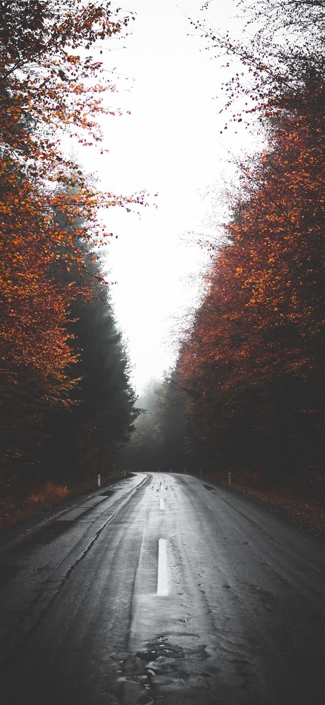 1125x2436 empty wet road between trees - austria iPhone 11 Wallpaper