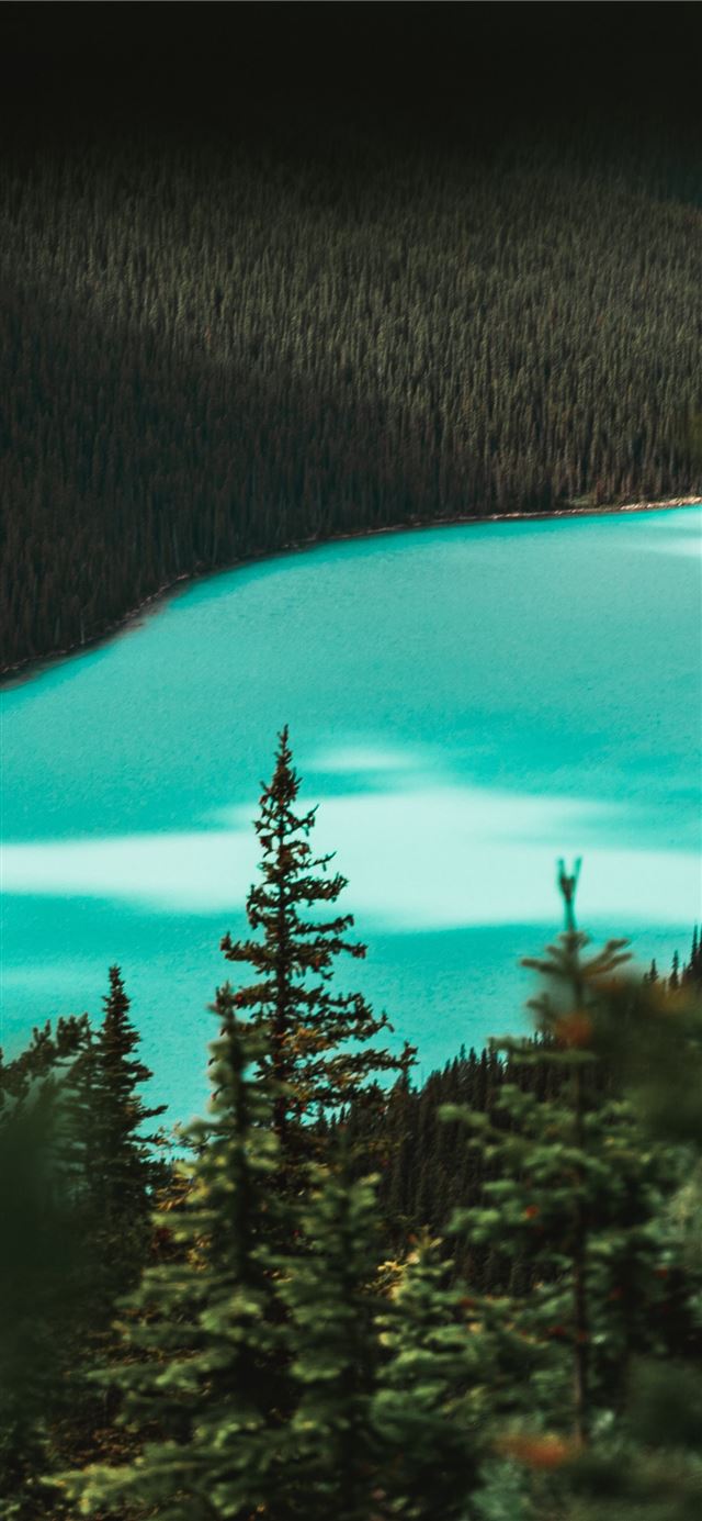 1125x2436 trees during day - scenery iPhone 11 Wallpaper