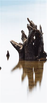 brown wood log on bodt water wallpaper