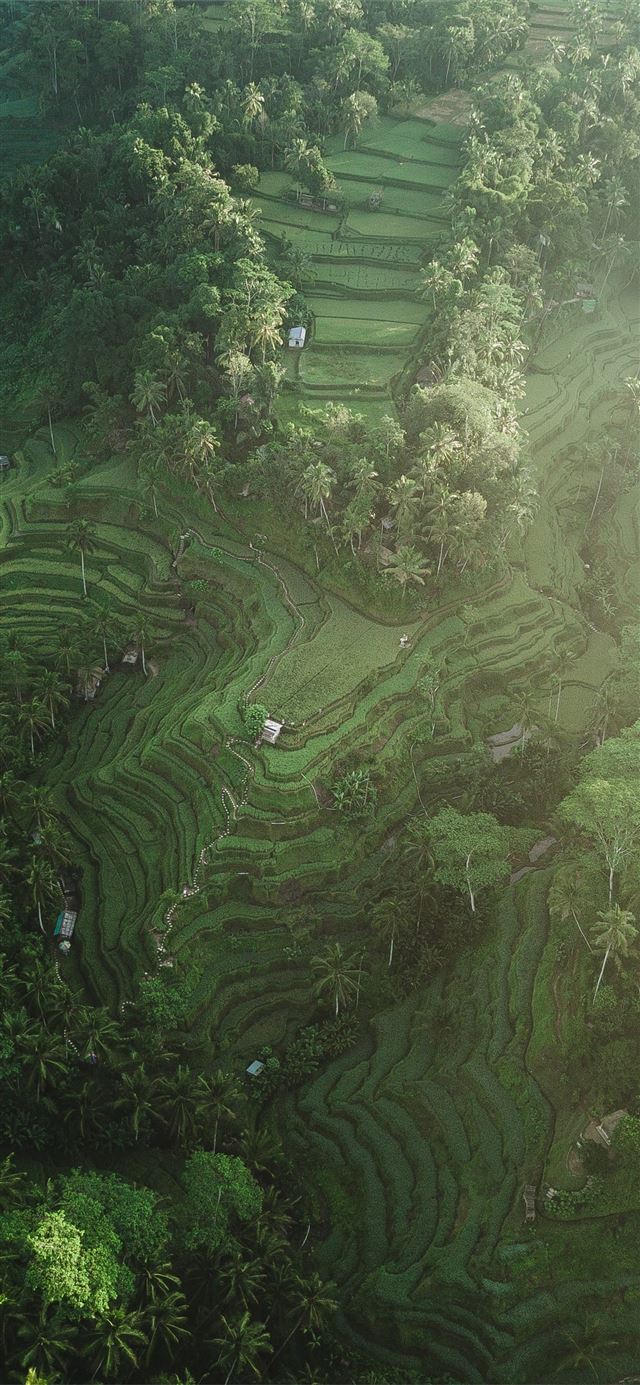 1125x2436 aerial photography of rice terraces during daytime - indonesia iPhone 11 Wallpaper