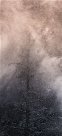 leafless tree covered with white fog iPhone 11 wallpaper