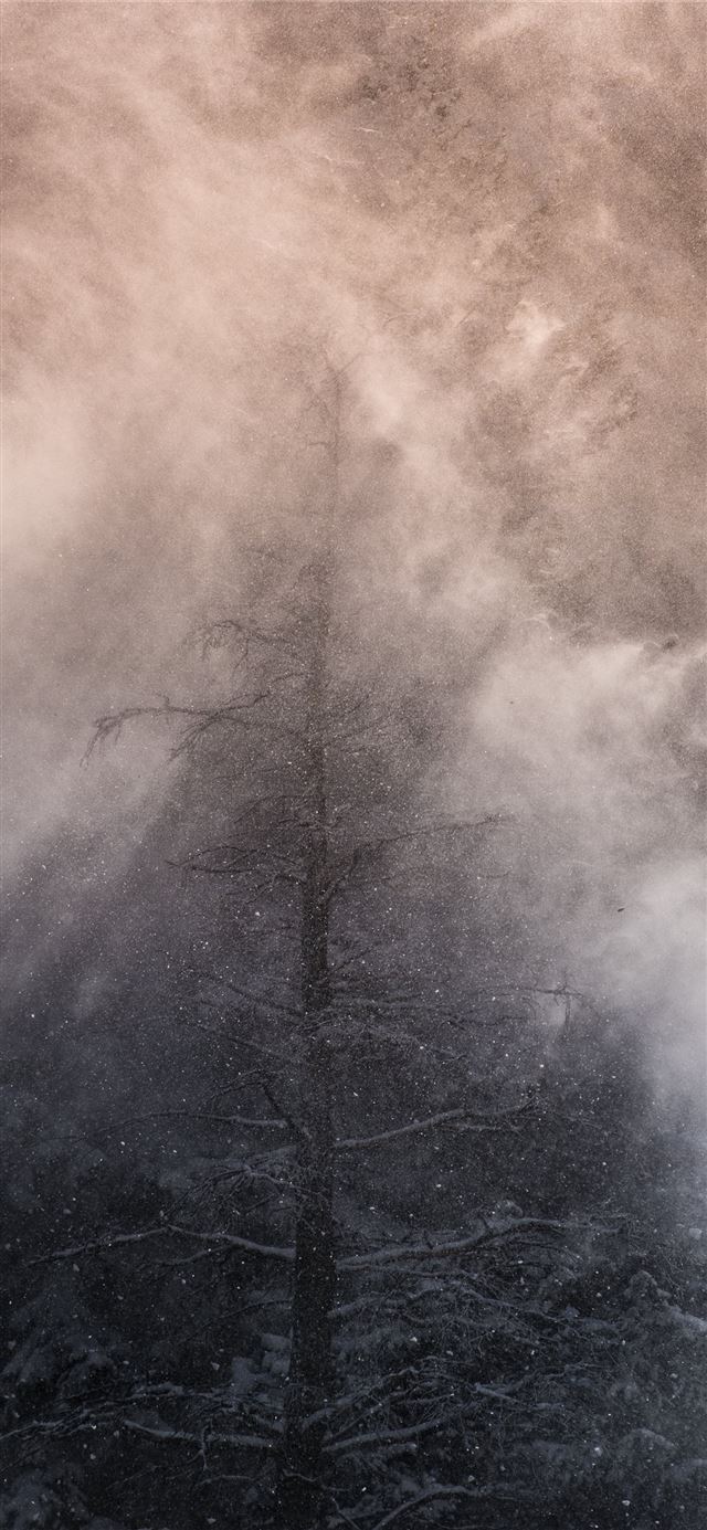 1125x2436 leafless tree covered with white fog - mountain iPhone 11 Wallpaper
