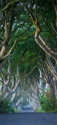 Dark Hedges wallpaper