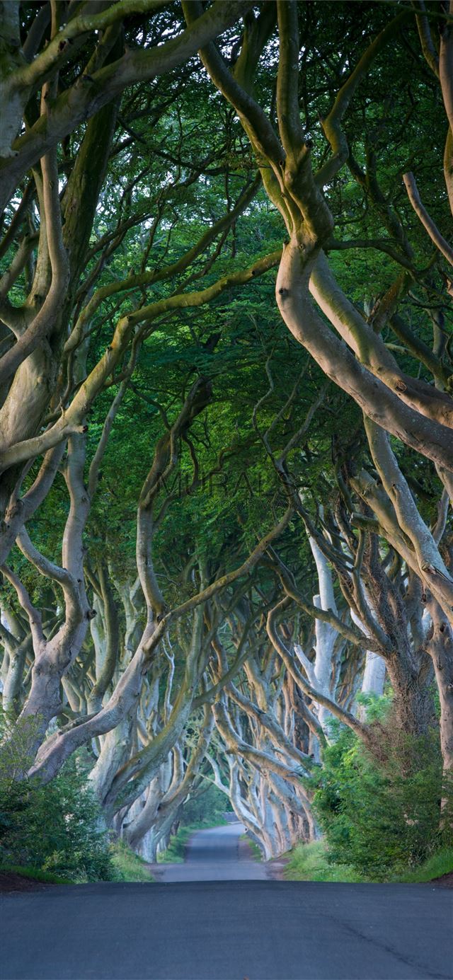 1125x2436 Dark Hedges - northern ireland iPhone 11 Wallpaper