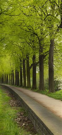 Dark Hedges wallpaper