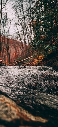 Dark Hedges wallpaper