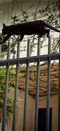 Dark Hedges wallpaper