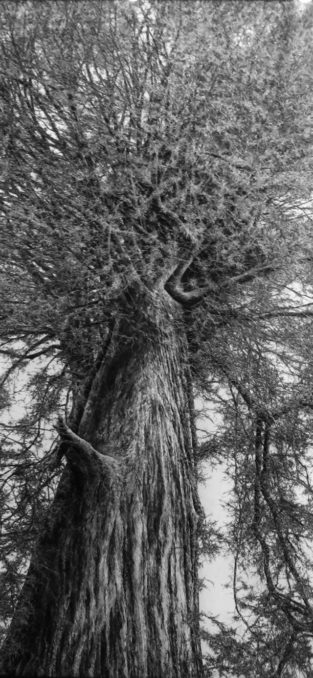 1125x2436 Dark Hedges - northern ireland iPhone 11 Wallpaper
