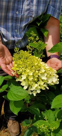 Dark Hedges wallpaper