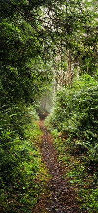 Dark Hedges wallpaper