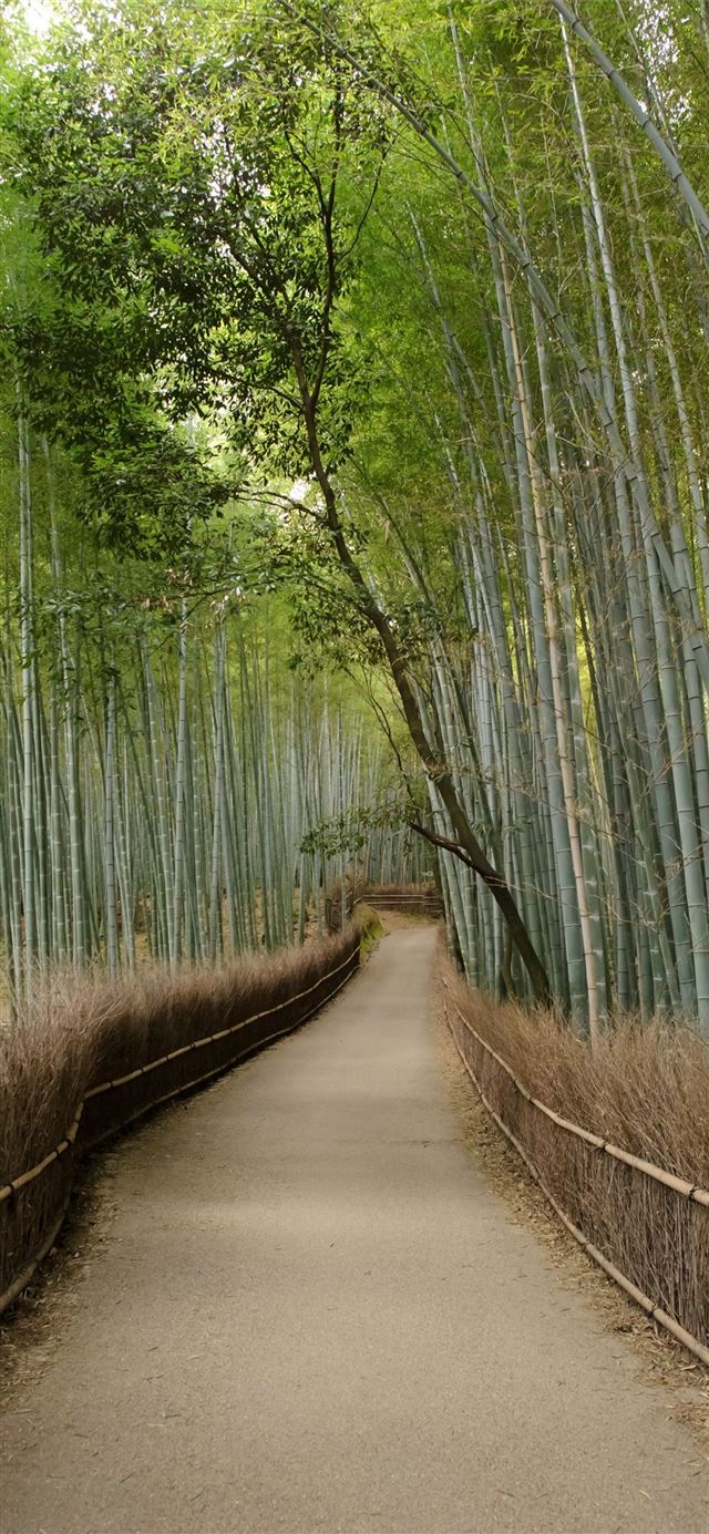 1125x2436 Sagano Bamboo Forest - kyoto iPhone 11 Wallpaper