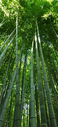 Sagano Bamboo Forest iPhone 11 wallpaper