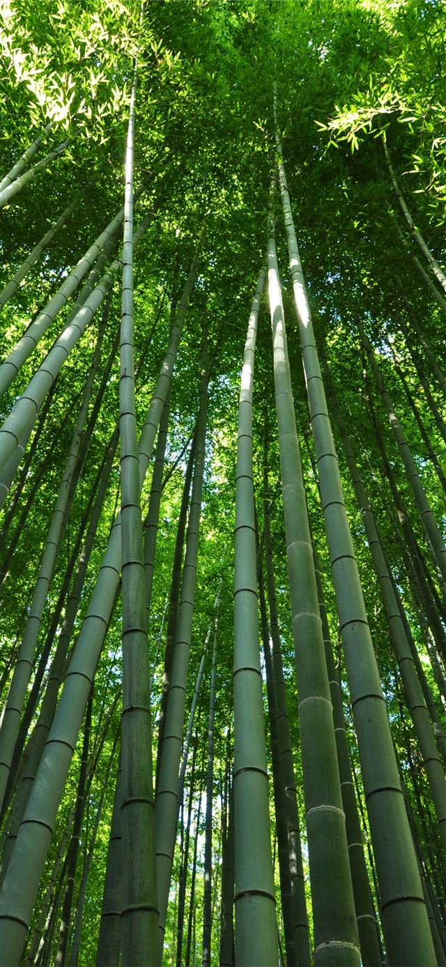 1125x2436 Sagano Bamboo Forest - kyoto iPhone 11 Wallpaper