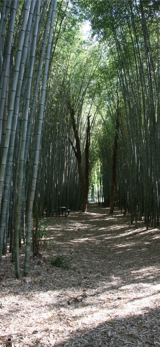 1125x2436 Sagano Bamboo Forest -  iPhone 11 Wallpaper