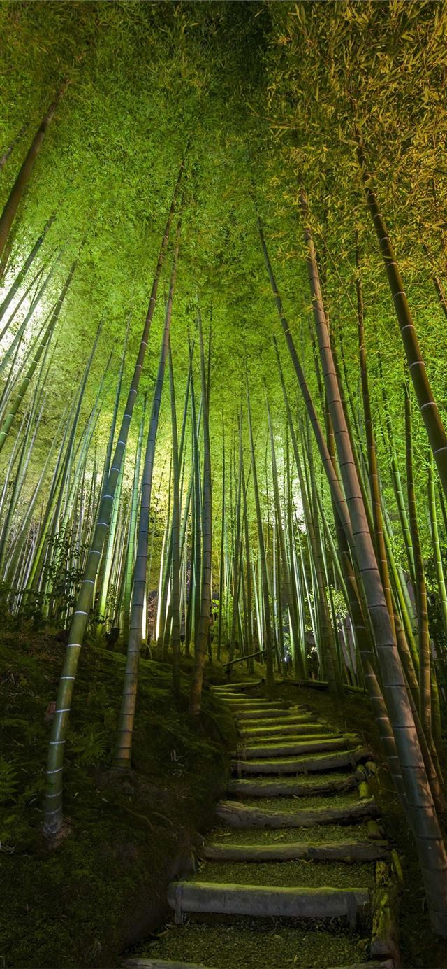 1125x2436 Sagano Bamboo Forest - kyoto iPhone 11 Wallpaper