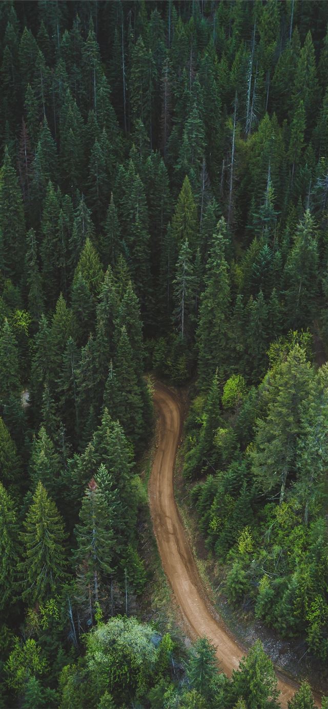 1125x2436 brown soil pathway between green leaf trees in aer... - green iPhone 11 Wallpaper