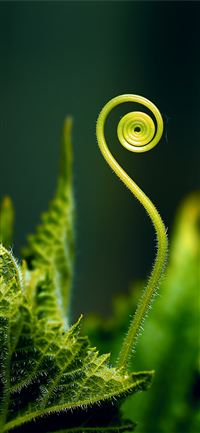 Dark Hedges wallpaper