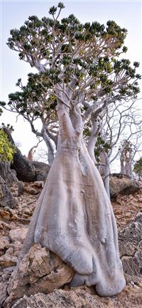 socotra island Bottle tree wallpaper