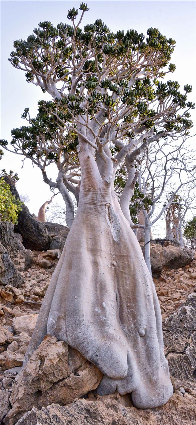 1125x2436 socotra island Bottle tree - yemen iPhone 11 Wallpaper