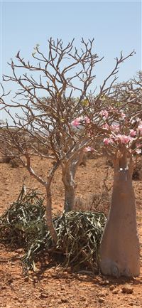Socotra Island wallpaper