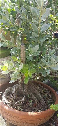 Socotra Island wallpaper