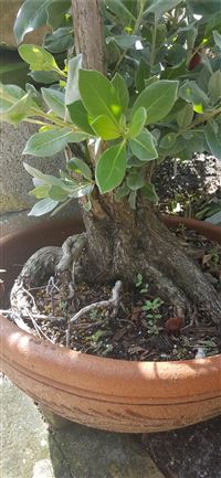 Socotra Island wallpaper