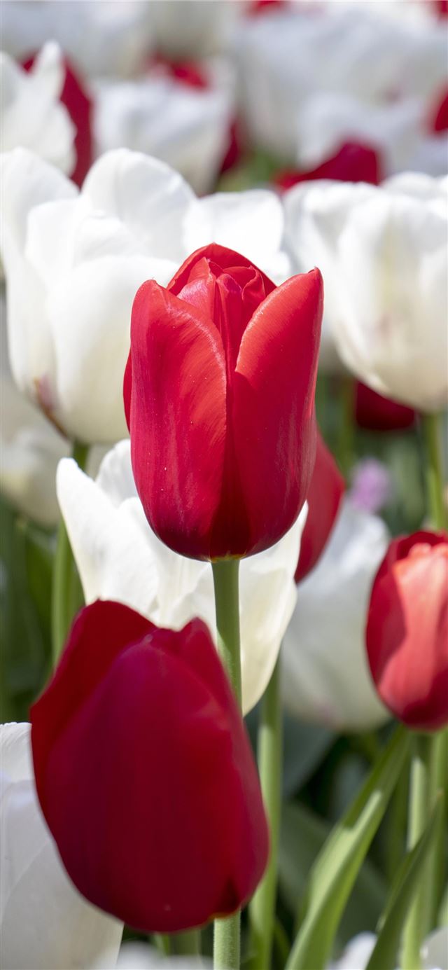 1125x2436 Keukenhof - netherlands iPhone 11 Wallpaper