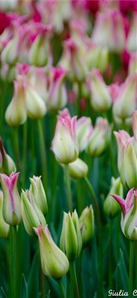 Visiting Keukenhof Holland wallpaper