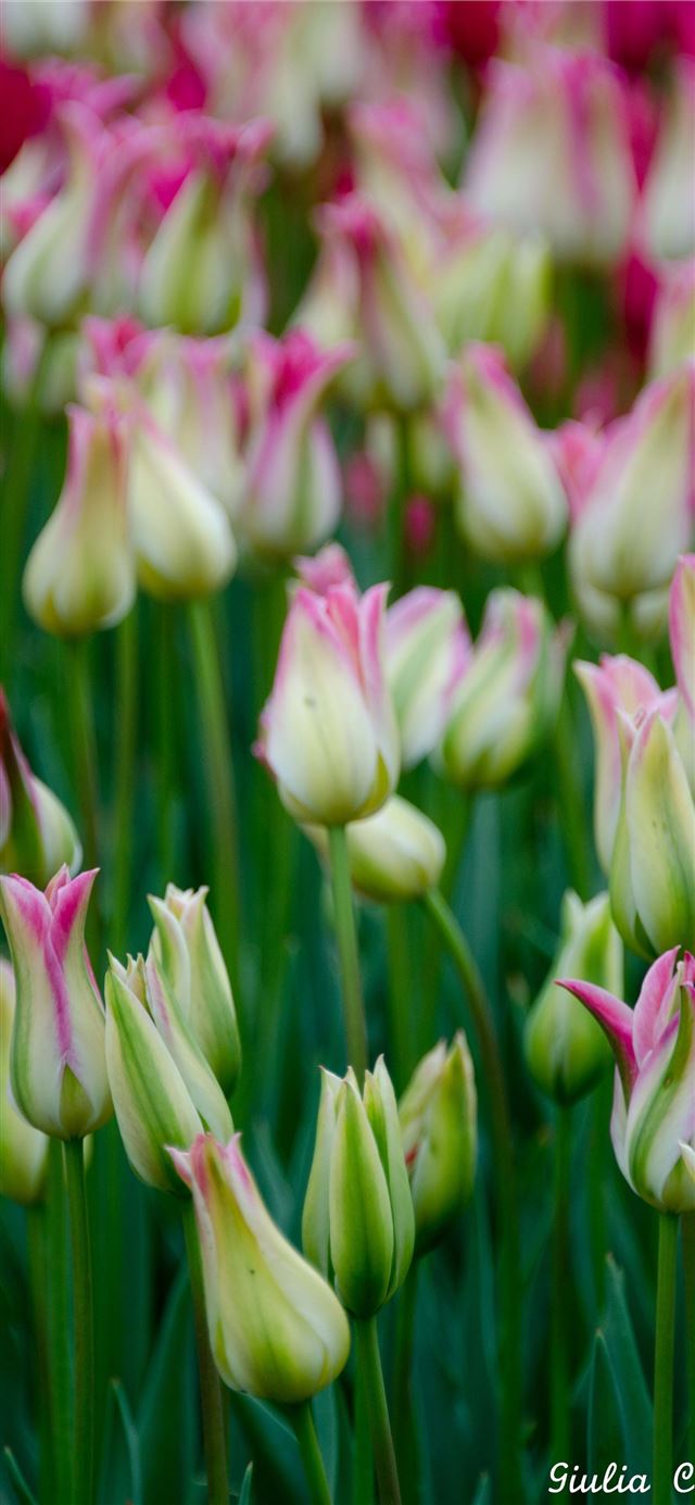 1125x2436 Visiting Keukenhof Holland - keukenhof iPhone 11 Wallpaper