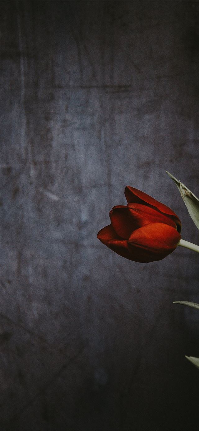 1125x2436 Red flowers tulips Netherlands pond Keukenhof Gard... - keukenhof iPhone 11 Wallpaper