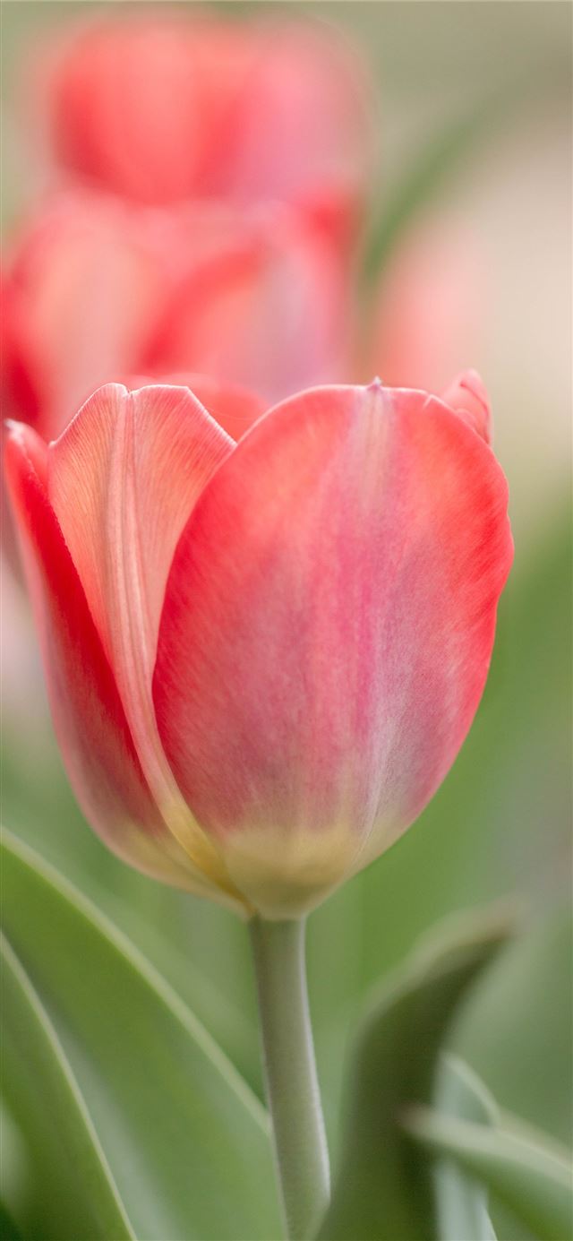 1125x2436 Keukenhof - keukenhof iPhone 11 Wallpaper