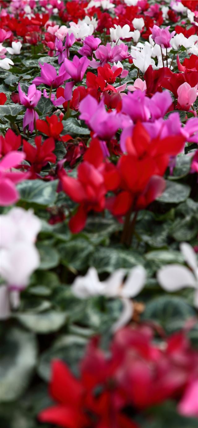 1125x2436 Keukenhof - keukenhof iPhone 11 Wallpaper