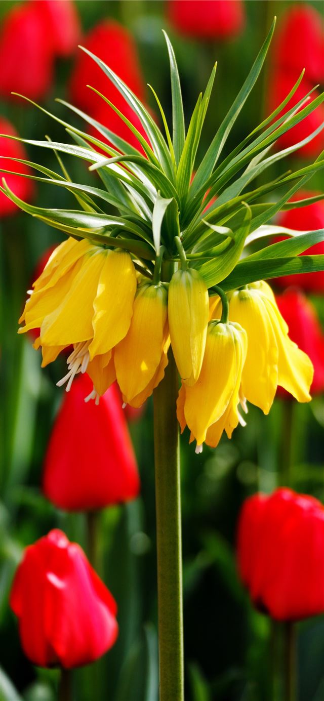 1125x2436 Keukenhof - keukenhof iPhone 11 Wallpaper