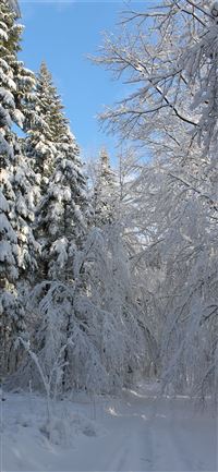 Freudenberg wallpaper