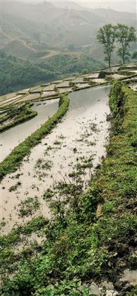 Rice Terraces of Vietnam wallpaper